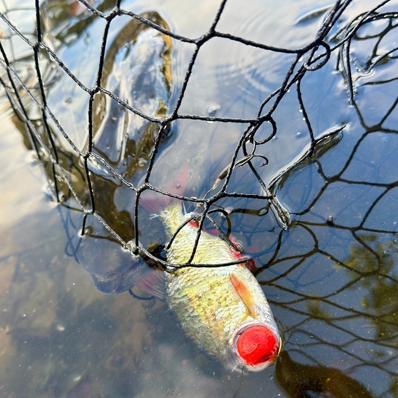 Westin Bait Poppers RnR